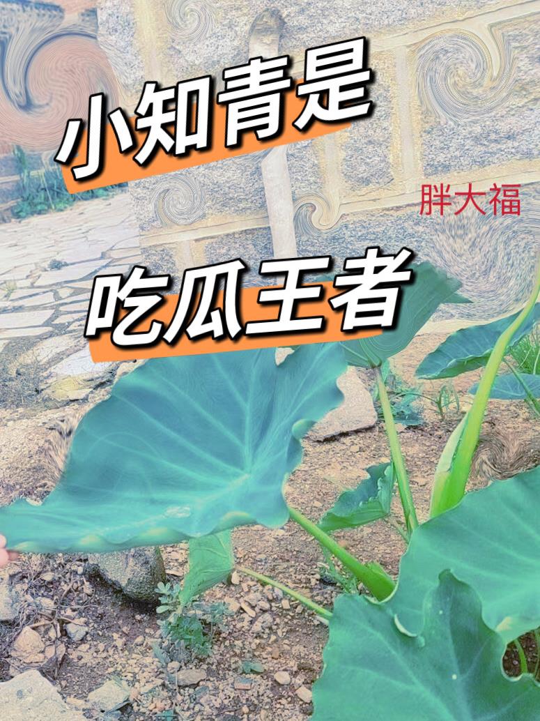 小知青是喫瓜王者